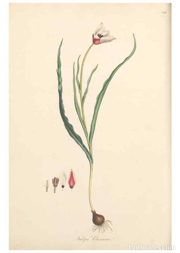 Coleccionismo de Revistas y Peri&oacute;dicos: Reproducci&oacute;n/Reproduction 49557605882: Flora Graeca, sive, Plantarum rariorum historia, quas in prov