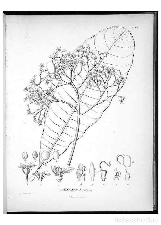 Collezionismo di Riviste e Giornali: Reproducci&oacute;n/Reproduction 49556163363: Nova genera et species plantarum :. Antverpiae :Ex officina C