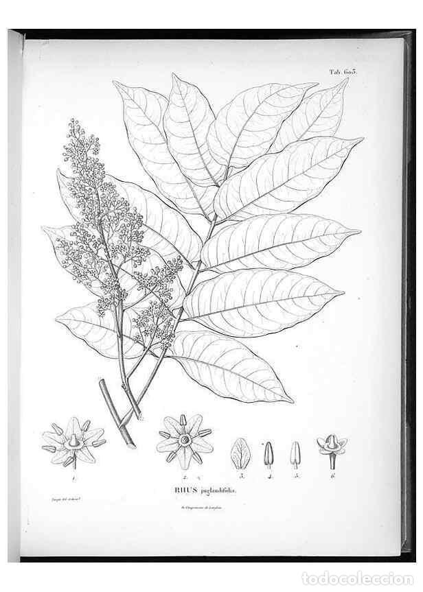 Collezionismo di Riviste e Giornali: Reproducci&oacute;n/Reproduction 49556163733: Nova genera et species plantarum :. Antverpiae :Ex officina C