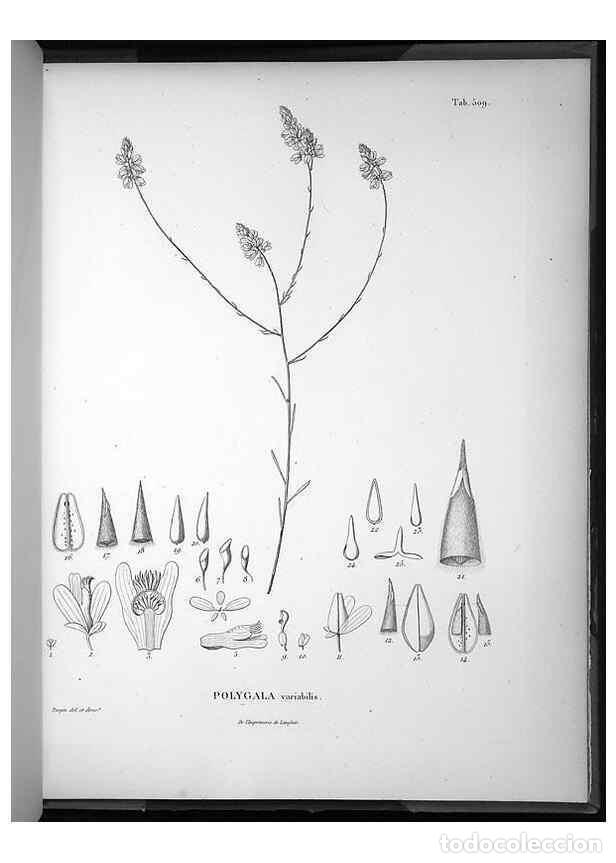 Collezionismo di Riviste e Giornali: Reproducci&oacute;n/Reproduction 49556096883: Nova genera et species plantarum :. Antverpiae :Ex officina C