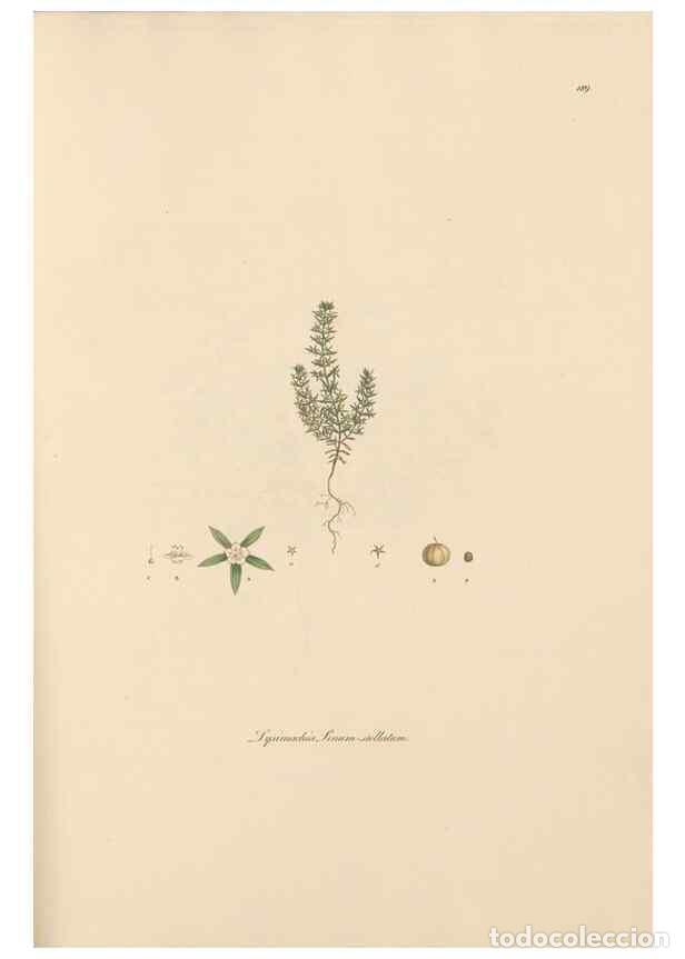 Collezionismo di Riviste e Giornali: Reproducci&oacute;n/Reproduction 49556390963: Flora Graeca, sive, Plantarum rariorum historia, quas in prov