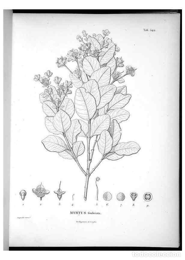 Collezionismo di Riviste e Giornali: Reproducci&oacute;n/Reproduction 49556623521: Nova genera et species plantarum :. Antverpiae :Ex officina C