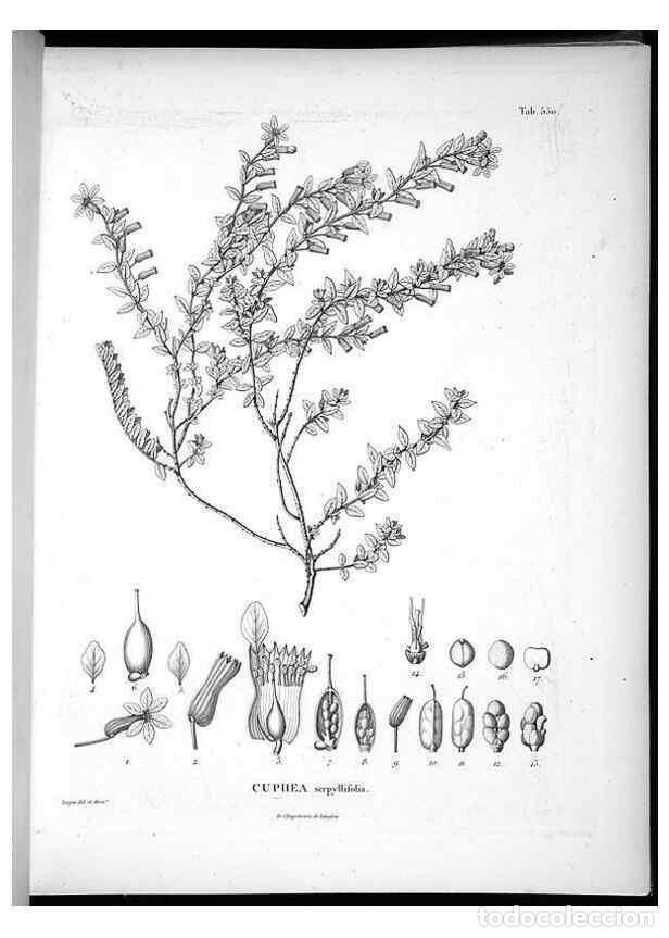 Collezionismo di Riviste e Giornali: Reproducci&oacute;n/Reproduction 49556625191: Nova genera et species plantarum :. Antverpiae :Ex officina C