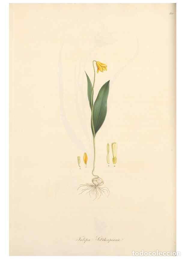 Colecionismo de Revistas e Jornais: Reproducci&oacute;n/Reproduction 49556872718: Flora Graeca, sive, Plantarum rariorum historia, quas in prov