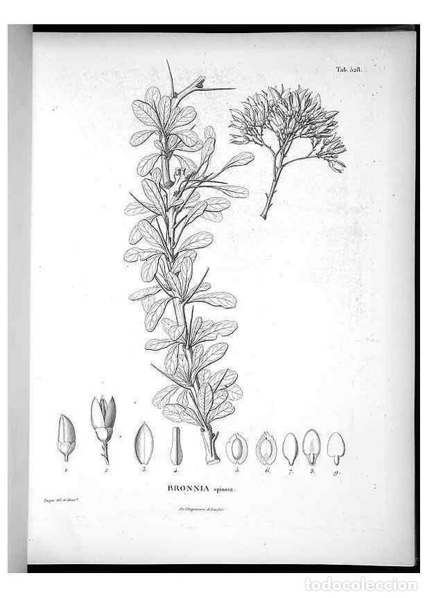 Colecionismo de Revistas e Jornais: Reproducci&oacute;n/Reproduction 49556858227: Nova genera et species plantarum :. Antverpiae :Ex officina C