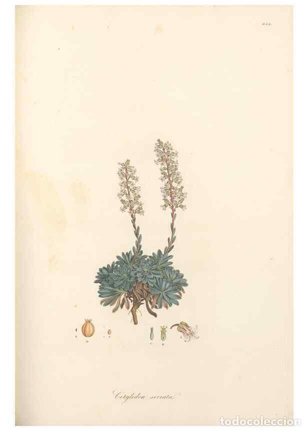 Colecionismo de Revistas e Jornais: Reproducci&oacute;n/Reproduction 49557566386: Flora Graeca, sive, Plantarum rariorum historia, quas in prov