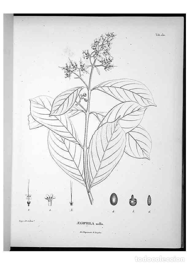Colecionismo de Revistas e Jornais: Reproducci&oacute;n/Reproduction 49556647697: Nova genera et species plantarum :. Antverpiae :Ex officina C