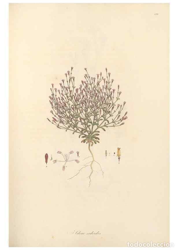 Colecionismo de Revistas e Jornais: Reproducci&oacute;n/Reproduction 49557560446: Flora Graeca, sive, Plantarum rariorum historia, quas in prov