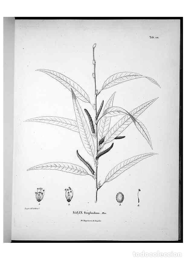 Colecionismo de Revistas e Jornais: Reproducci&oacute;n/Reproduction 49556642972: Nova genera et species plantarum :. Antverpiae :Ex officina C