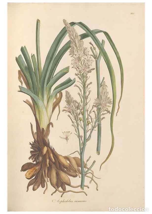 Collectionnisme de Revues et Journaux: Reproducci&oacute;n/Reproduction 49556874488: Flora Graeca, sive, Plantarum rariorum historia, quas in prov