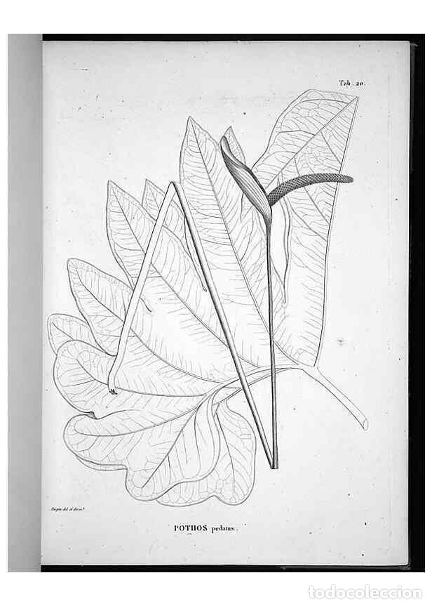 Collectionnisme de Revues et Journaux: Reproducci&oacute;n/Reproduction 49555879893: Nova genera et species plantarum :. Antverpiae :Ex officina C