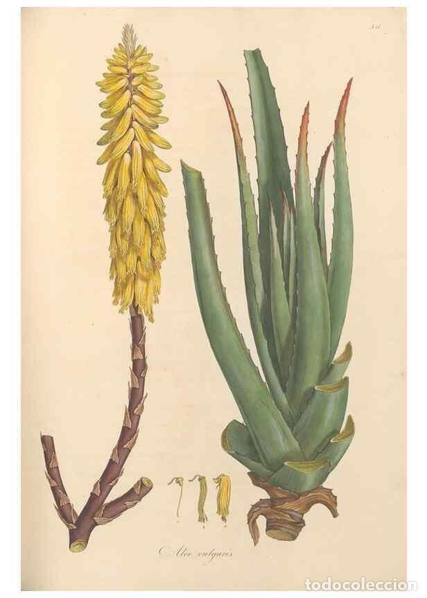 Collectionnisme de Revues et Journaux: Reproducci&oacute;n/Reproduction 49557374911: Flora Graeca, sive, Plantarum rariorum historia, quas in prov