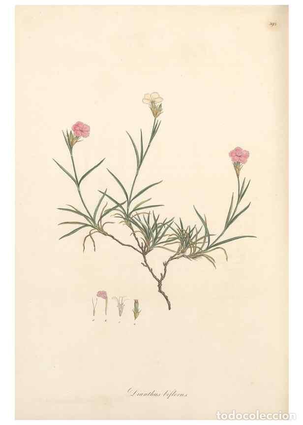 Collectionnisme de Revues et Journaux: Reproducci&oacute;n/Reproduction 49557629022: Flora Graeca, sive, Plantarum rariorum historia, quas in prov