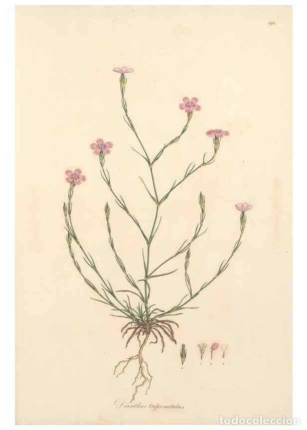 Collectionnisme de Revues et Journaux: Reproducci&oacute;n/Reproduction 49556896998: Flora Graeca, sive, Plantarum rariorum historia, quas in prov