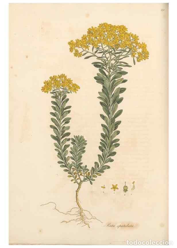 Collectionnisme de Revues et Journaux: Reproducci&oacute;n/Reproduction 49556886518: Flora Graeca, sive, Plantarum rariorum historia, quas in prov