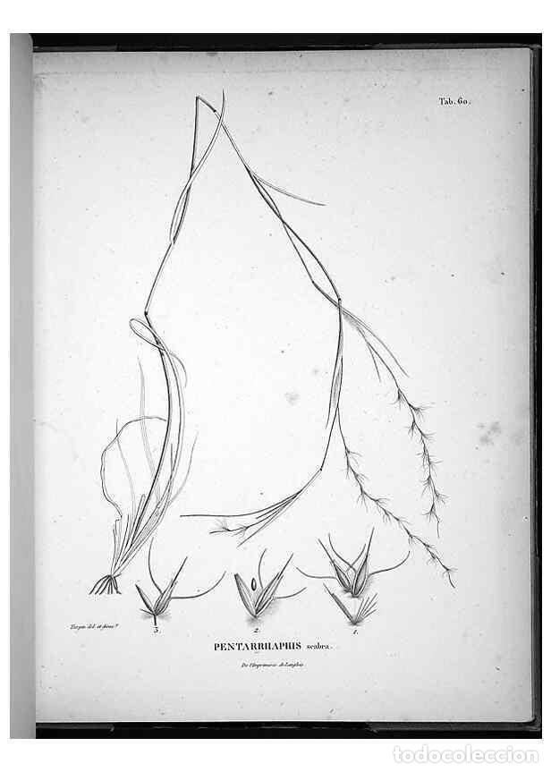 Collectionnisme de Revues et Journaux: Reproducci&oacute;n/Reproduction 49555886233: Nova genera et species plantarum :. Antverpiae :Ex officina C