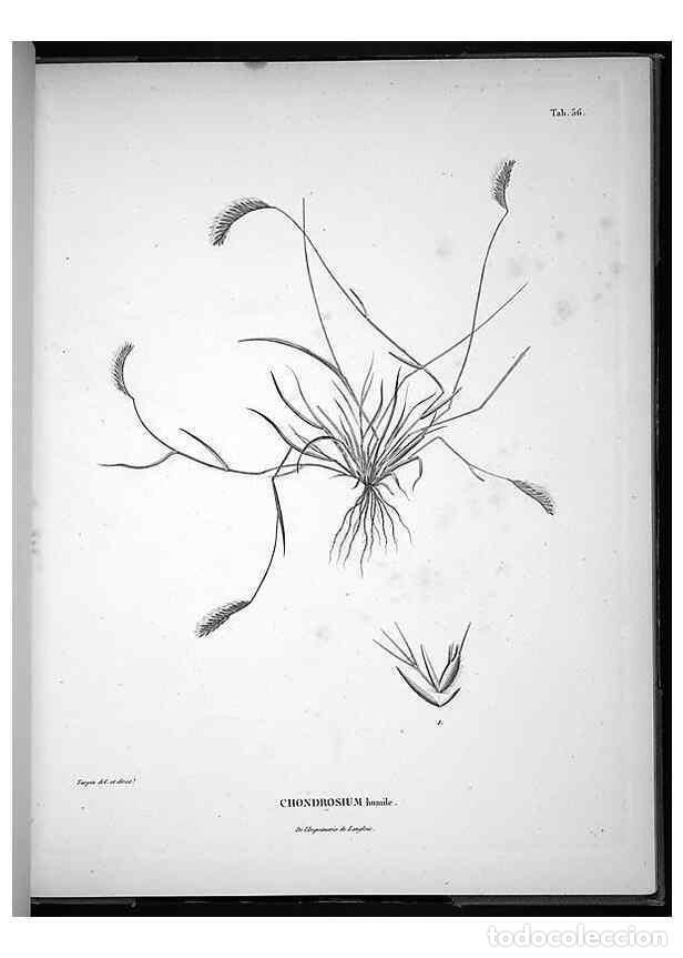 Collectionnisme de Revues et Journaux: Reproducci&oacute;n/Reproduction 49555885668: Nova genera et species plantarum :. Antverpiae :Ex officina C