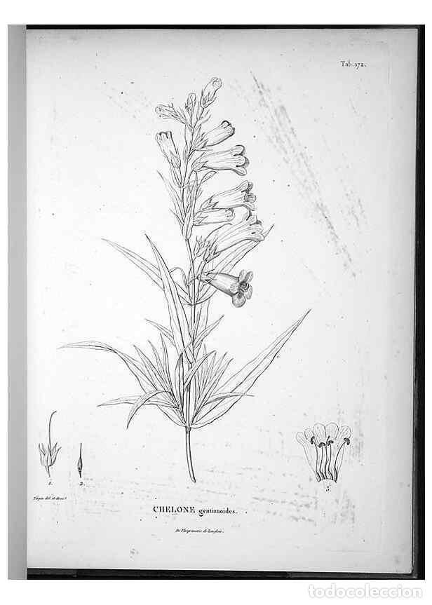 Collectionnisme de Revues et Journaux: Reproducci&oacute;n/Reproduction 49556655117: Nova genera et species plantarum :. Antverpiae :Ex officina C