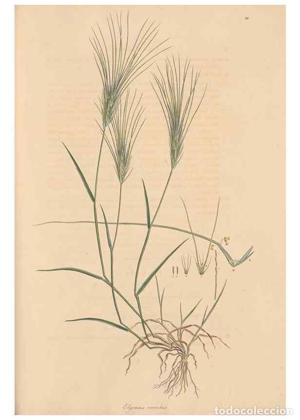 Colecionismo de Revistas e Jornais: Reproducci&oacute;n/Reproduction 49557038702: Flora Graeca, sive, Plantarum rariorum historia, quas in prov