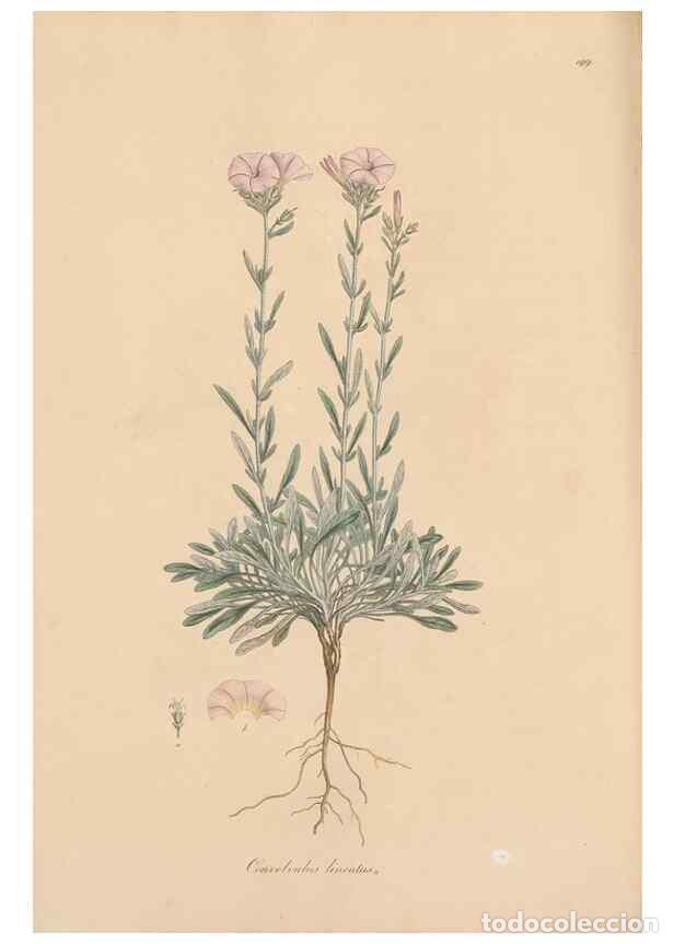 Colecionismo de Revistas e Jornais: Reproducci&oacute;n/Reproduction 49557127992: Flora Graeca, sive, Plantarum rariorum historia, quas in prov