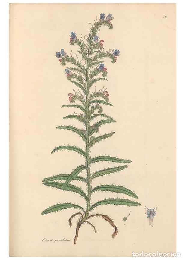 Colecionismo de Revistas e Jornais: Reproducci&oacute;n/Reproduction 49556387648: Flora Graeca, sive, Plantarum rariorum historia, quas in prov