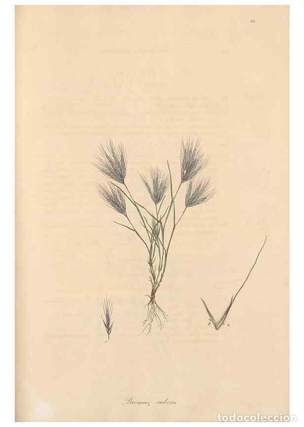 Colecionismo de Revistas e Jornais: Reproducci&oacute;n/Reproduction 49556797431: Flora Graeca, sive, Plantarum rariorum historia, quas in prov