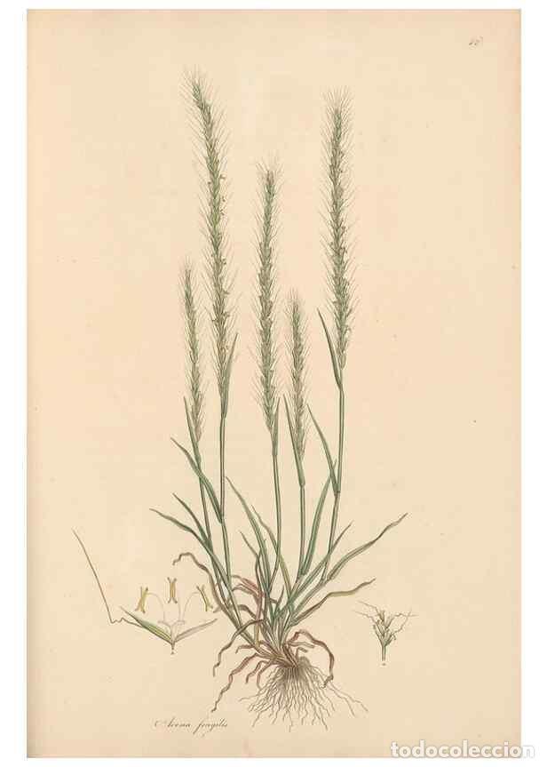 Colecionismo de Revistas e Jornais: Reproducci&oacute;n/Reproduction 49557036132: Flora Graeca, sive, Plantarum rariorum historia, quas in prov