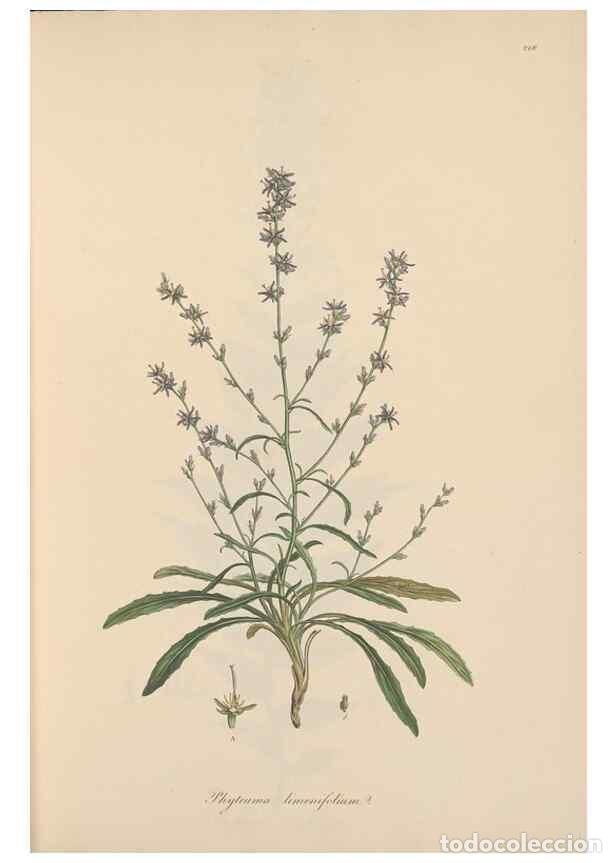 Collectionnisme de Revues et Journaux: Reproducci&oacute;n/Reproduction 49556698103: Flora Graeca, sive, Plantarum rariorum historia, quas in prov