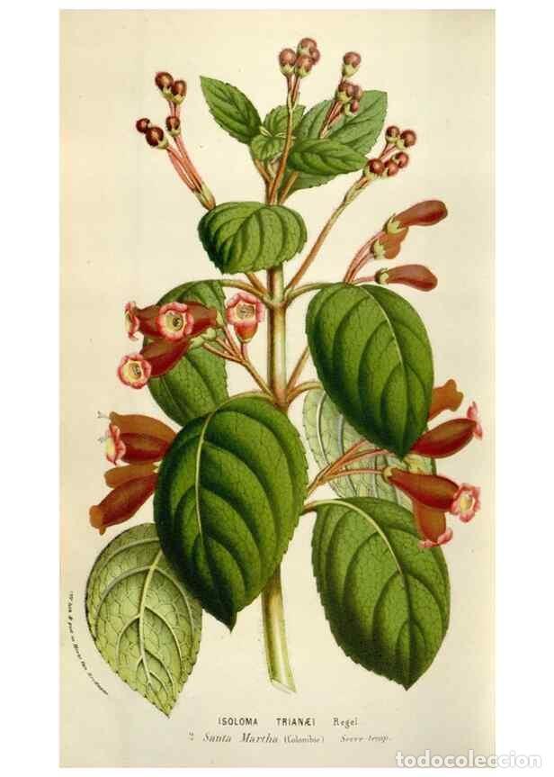 Collectionnisme de Revues et Journaux: Reproducci&oacute;n/Reproduction 49584293607: Flore des serres et des jardins de l'Europe. A Gand :chez Lou