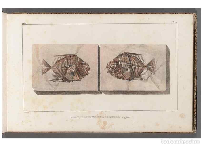 Coleccionismo de Revistas y Peri&oacute;dicos: Reproducci&oacute;n/Reproduction 49639770113: Recherches sur les poissons fossiles ... /. Neuchatel :Petitp