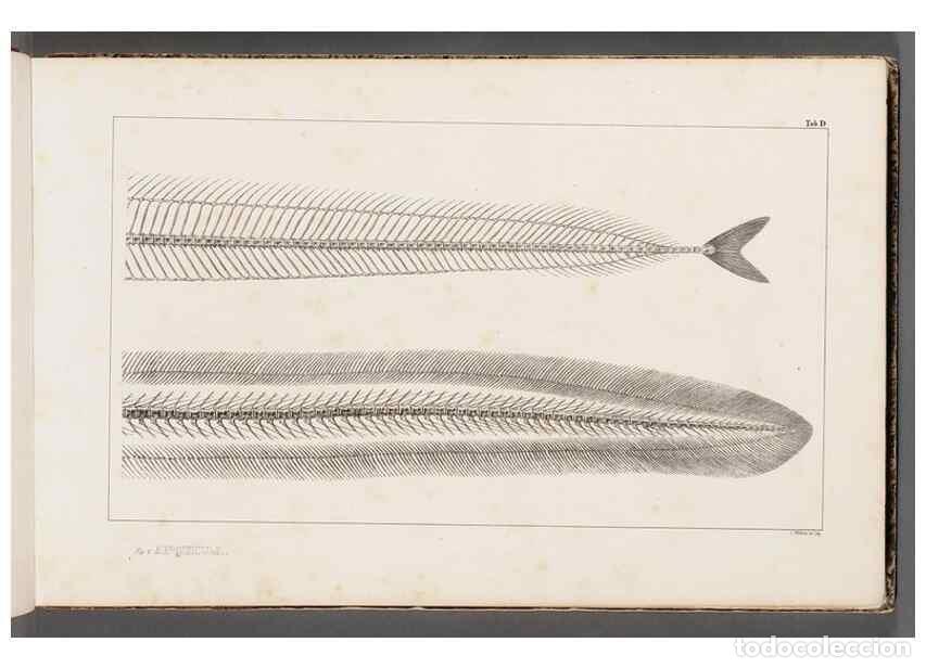 Coleccionismo de Revistas y Peri&oacute;dicos: Reproducci&oacute;n/Reproduction 49640562917: Recherches sur les poissons fossiles ... /. Neuchatel :Petitp