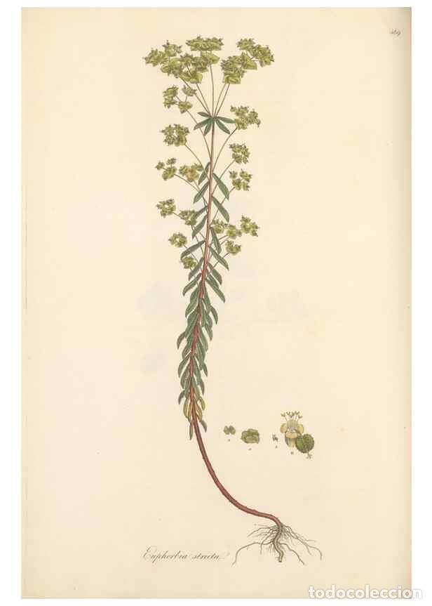 Coleccionismo de Revistas y Peri&oacute;dicos: Reproducci&oacute;n/Reproduction 49557077773: Flora Graeca, sive, Plantarum rariorum historia, quas in prov