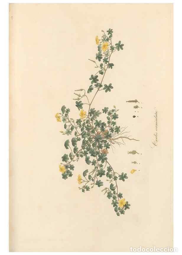 Coleccionismo de Revistas y Peri&oacute;dicos: Reproducci&oacute;n/Reproduction 49557803322: Flora Graeca, sive, Plantarum rariorum historia, quas in prov