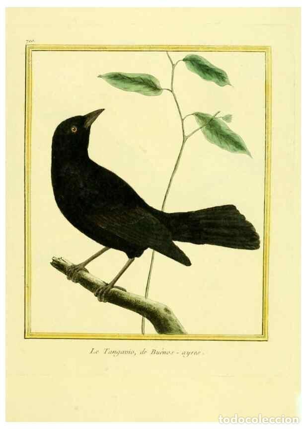 Coleccionismo de Revistas y Peri&oacute;dicos: Reproducci&oacute;n/Reproduction 49640402592: Planches enlumin&eacute;es d'histoire naturelle. Paris? :s.n.,1765-1