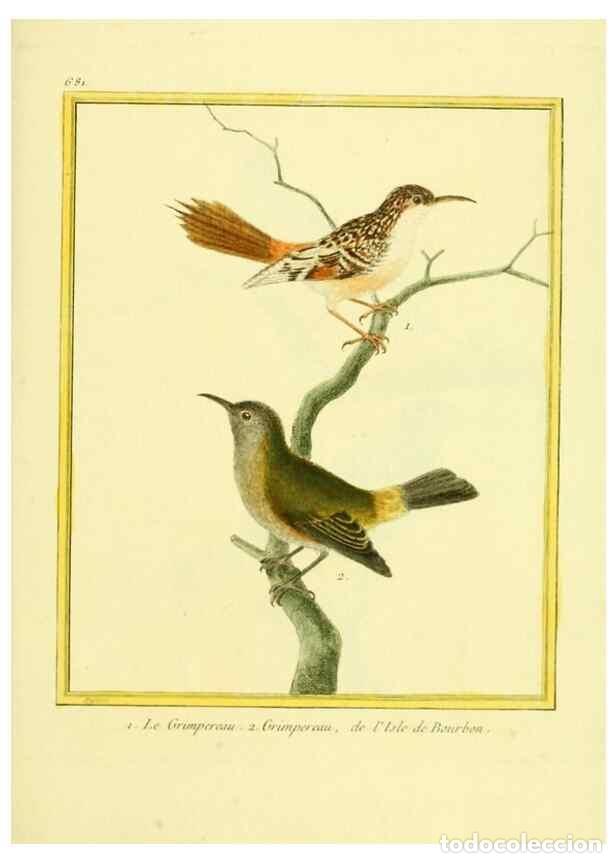 Coleccionismo de Revistas y Peri&oacute;dicos: Reproducci&oacute;n/Reproduction 49640105451: Planches enlumin&eacute;es d'histoire naturelle. Paris? :s.n.,1765-1