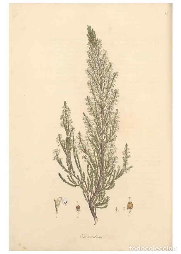 Coleccionismo de Revistas y Peri&oacute;dicos: Reproducci&oacute;n/Reproduction 49556879803: Flora Graeca, sive, Plantarum rariorum historia, quas in prov