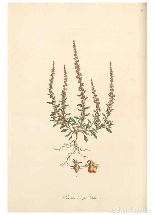 Coleccionismo de Revistas y Peri&oacute;dicos: Reproducci&oacute;n/Reproduction 49557376316: Flora Graeca, sive, Plantarum rariorum historia, quas in prov