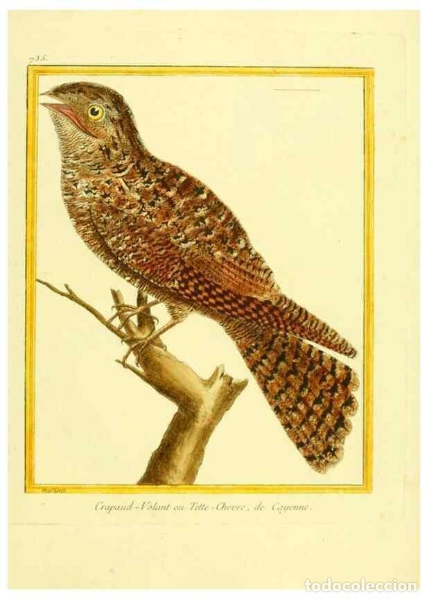 Coleccionismo de Revistas y Peri&oacute;dicos: Reproducci&oacute;n/Reproduction 49640136131: Planches enlumin&eacute;es d'histoire naturelle. Paris? :s.n.,1765-1