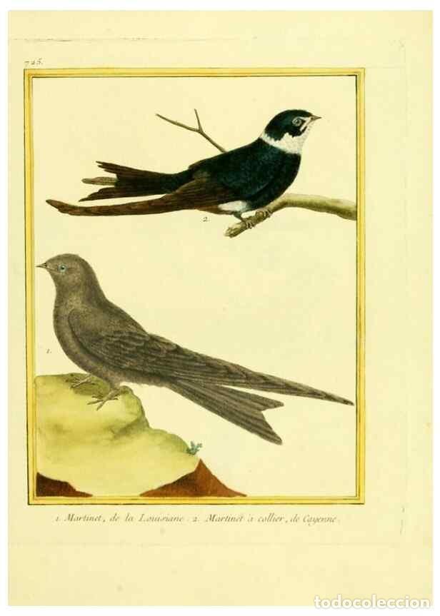 Coleccionismo de Revistas y Peri&oacute;dicos: Reproducci&oacute;n/Reproduction 49640133721: Planches enlumin&eacute;es d'histoire naturelle. Paris? :s.n.,1765-1