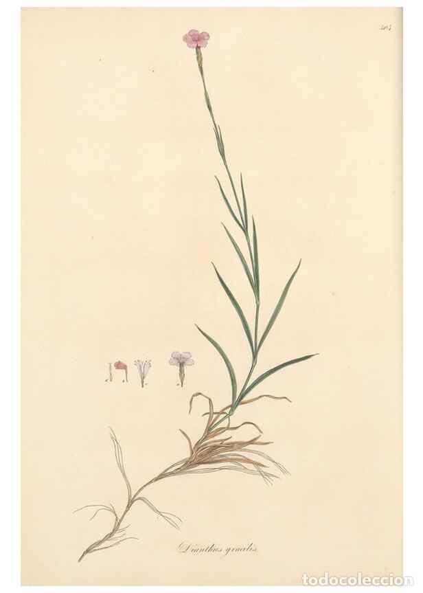 Coleccionismo de Revistas y Peri&oacute;dicos: Reproducci&oacute;n/Reproduction 49557057453: Flora Graeca, sive, Plantarum rariorum historia, quas in prov