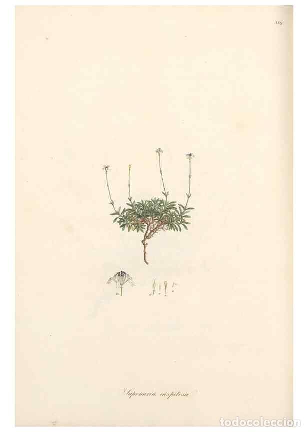 Coleccionismo de Revistas y Peri&oacute;dicos: Reproducci&oacute;n/Reproduction 49556893393: Flora Graeca, sive, Plantarum rariorum historia, quas in prov