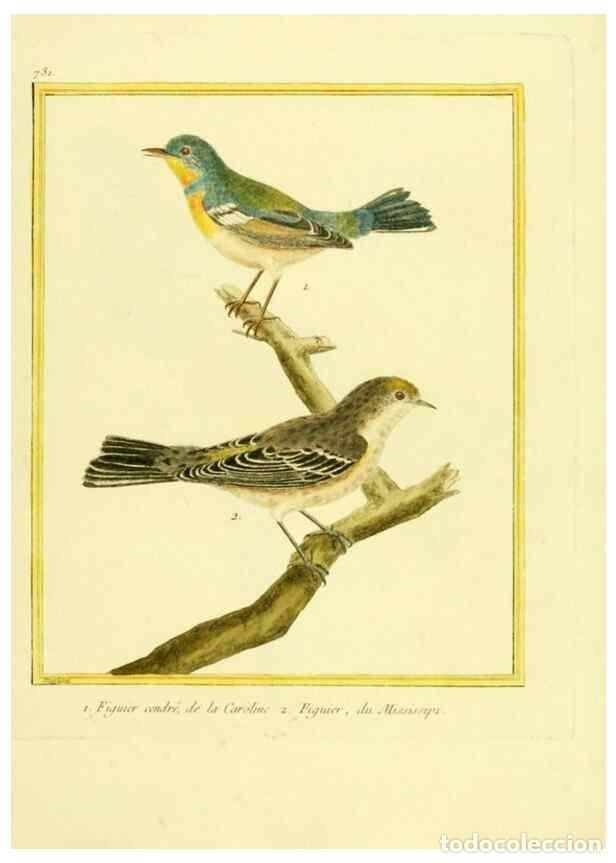 Coleccionismo de Revistas y Peri&oacute;dicos: Reproducci&oacute;n/Reproduction 49639611843: Planches enlumin&eacute;es d'histoire naturelle. Paris? :s.n.,1765-1
