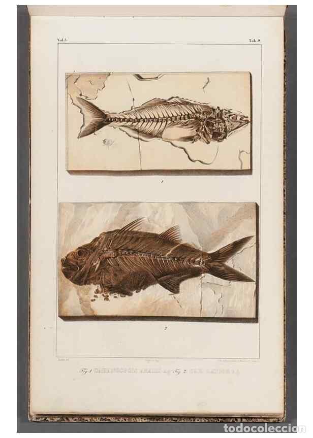 Coleccionismo de Revistas y Peri&oacute;dicos: Reproducci&oacute;n/Reproduction 49639772073: Recherches sur les poissons fossiles ... /. Neuchatel :Petitp