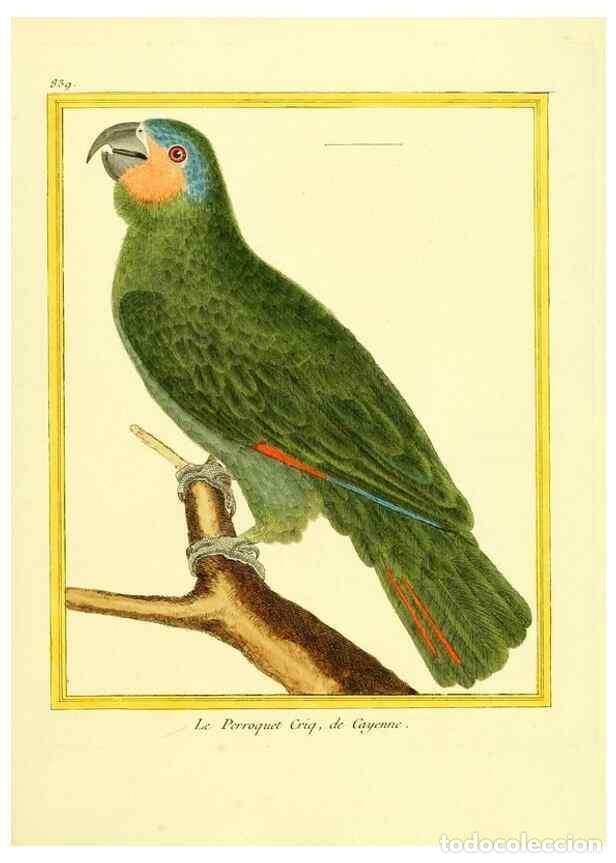 Coleccionismo de Revistas y Peri&oacute;dicos: Reproducci&oacute;n/Reproduction 49639937293: Planches enlumin&eacute;es d'histoire naturelle. Paris? :s.n.,1765-1