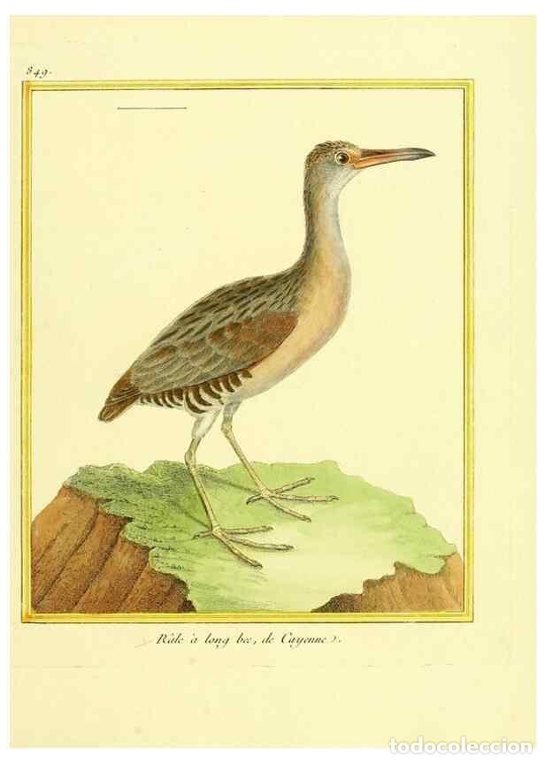 Coleccionismo de Revistas y Peri&oacute;dicos: Reproducci&oacute;n/Reproduction 49640735967: Planches enlumin&eacute;es d'histoire naturelle. Paris? :s.n.,1765-1