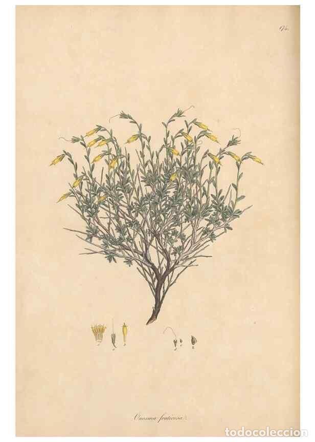 Coleccionismo de Revistas y Peri&oacute;dicos: Reproducci&oacute;n/Reproduction 49556385793: Flora Graeca, sive, Plantarum rariorum historia, quas in prov