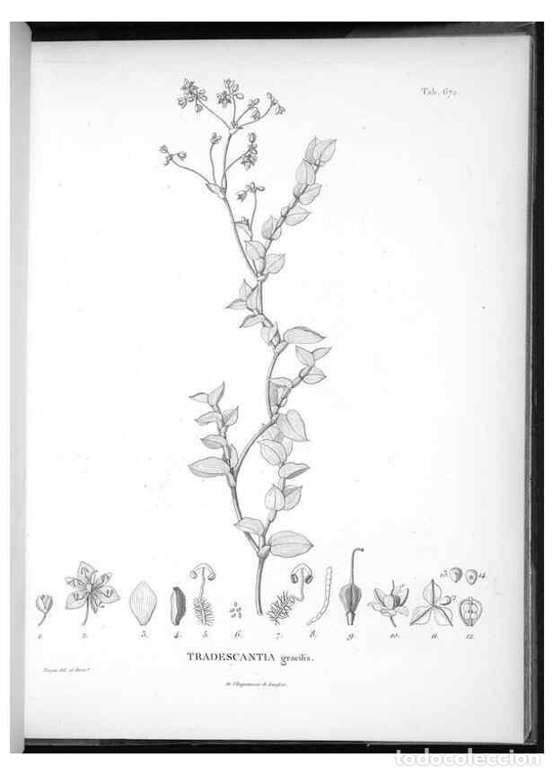 Coleccionismo de Revistas y Peri&oacute;dicos: Reproducci&oacute;n/Reproduction 49556191443: Nova genera et species plantarum :. Antverpiae :Ex officina C