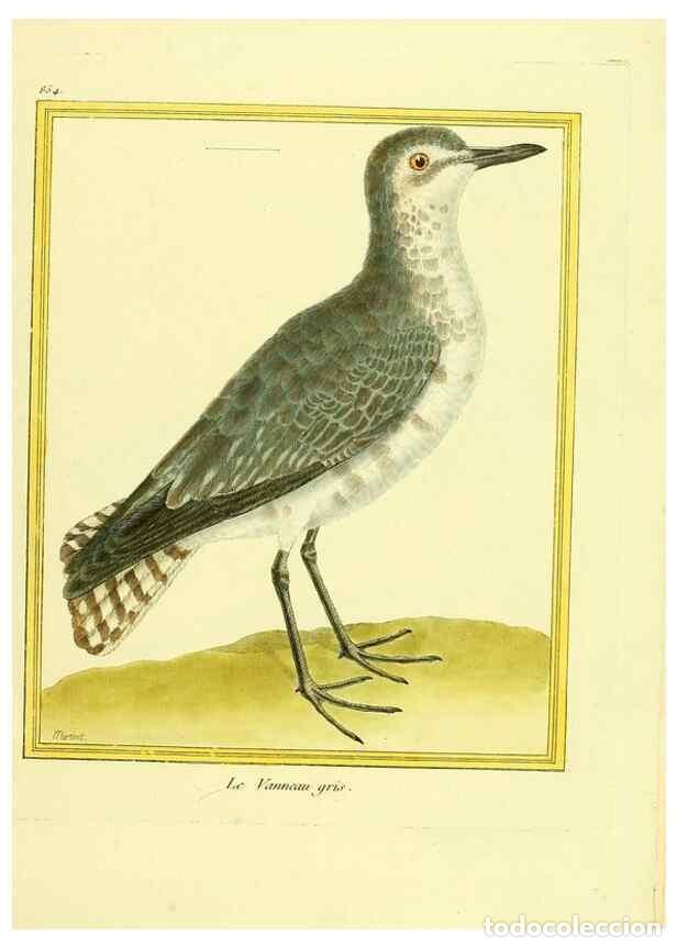 Coleccionismo de Revistas y Peri&oacute;dicos: Reproducci&oacute;n/Reproduction 49640465421: Planches enlumin&eacute;es d'histoire naturelle. Paris? :s.n.,1765-1