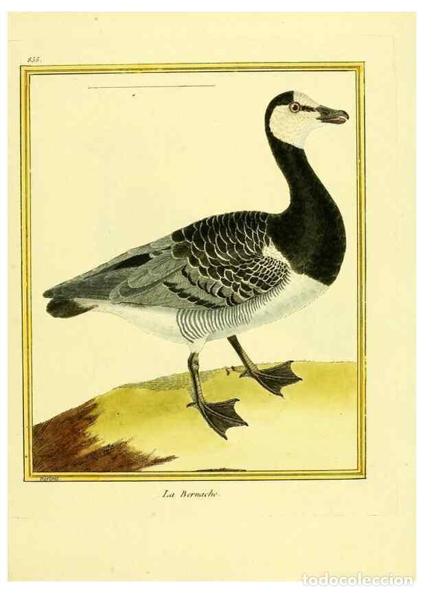 Coleccionismo de Revistas y Peri&oacute;dicos: Reproducci&oacute;n/Reproduction 49640738072: Planches enlumin&eacute;es d'histoire naturelle. Paris? :s.n.,1765-1