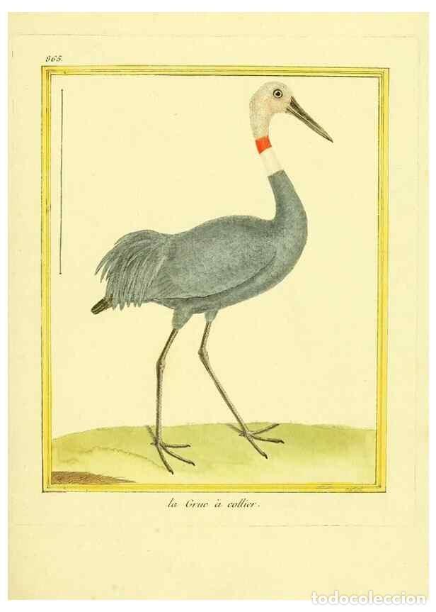 Coleccionismo de Revistas y Peri&oacute;dicos: Reproducci&oacute;n/Reproduction 49640741012: Planches enlumin&eacute;es d'histoire naturelle. Paris? :s.n.,1765-1